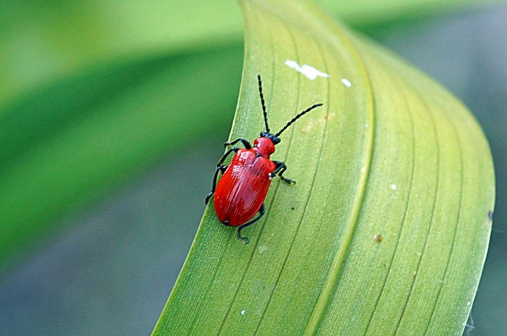 Lilioceris lilii, Chrysomelidae